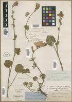 Image result for Sida veronicifolia