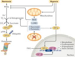Image result for Hypoxis sp. A (as per FZ 12-3)