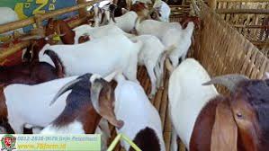 Menjadi peternak kambing dapat menghasilkan profit yang besar. 0815 7804 5670 Kursus Ternak Kambing Modal 5 Juta Jogjakarta May 2021