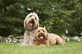 Our products are designed to safely and reliably keep your pet contained to your property, without ruining the look of your yard. About Us Great Lakes Pet Fencing Inc Highest Rated Invisible Dog Fence Company In Michigan