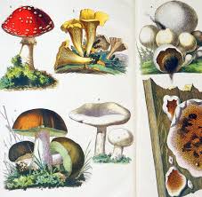 ᐅ saison ist abhängig von den jeweiligen arten ᐅ tipps zum ernten, lagern & verwenden. Pilz Doppelganger Verwechslungen Konnen Todlich Enden Welt