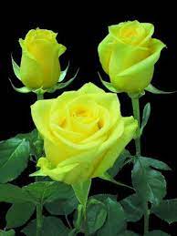 Rosas De Color Amarillo Limon Citran Cada Rosa Flores Natureza