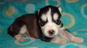 We did not find results for: Husky Puppies For Sale In Harrison Michigan Classified Americanlisted Com