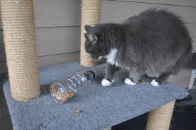 Check spelling or type a new query. One Editor Two Diy Cat Feeder Projects Countless Laughs