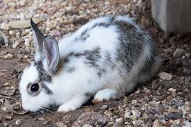 Definition of shook his head in the idioms dictionary. Bulging Of The Eyes In Rabbits Symptoms Causes Diagnosis Treatment Recovery Management Cost