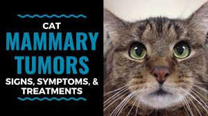 If you have a good owners should also closely monitor the cat for signs of dehydration or infection. Cat Mammary Tumors Signs Symptoms And Treatments Vlog 92 Youtube