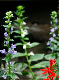Image result for Lobelia uliginosa