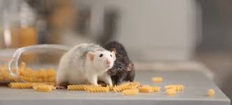 If you have unwanted animals on the top floor, it's time to deploy attic pest control methods. How To Get Rid Of Rats Pro Tips Fantasic Services