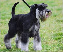 They have a brown nose and paw pads. Miniature Schnauzer Faq Common Mini Schnauzer Questions