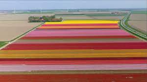Fam flower farm heereweg 361 2161 cb lisse the netherlands email: Tulip Field Blossom In Holland Youtube