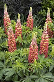 Lupine, (genus lupinus), genus of about 200 species of herbaceous and partly woody plants in the pea family (fabaceae). Westcountry Tequila Flame Lupine