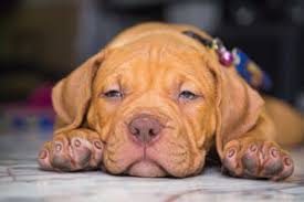…here are some links to web pages that we link to simply because we consider they may be worth visiting… Red Nose Pitbull What To Know Before Buying All Things Dogs All Things Dogs