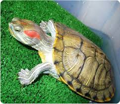 Размножение морских и сухопутных черепах: особенности и процесс размножения