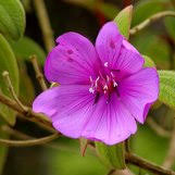 Image result for Cyphia lasiandra