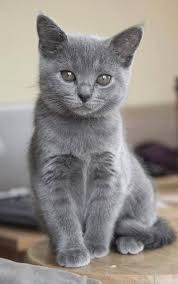 Russian Blue Kitten Sterling Noes Me Haz Noes Idea Hows Yer Oral Prosthetics Disappeared But Cats Cute Animals Cats And Kittens