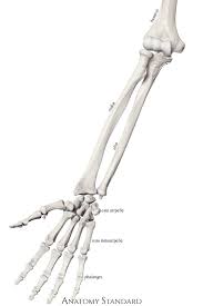 The arm is one of the body's most complex and frequently used structures. Bones Of The Arm Ulna
