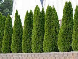 Emerald Green Arborvitae For Sale Know Before You Buy Emerald Green Arborvitae Evergreen Trees For Privacy Fast Growing Evergreens