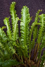 Image result for Asplenium africanum