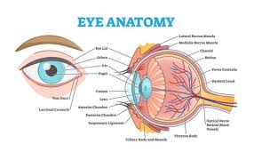 Image result for Retinal Anatomy