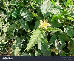 Image result for Malvastrum coromandelianum