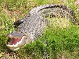 Kingsnake Com Classifieds Alligator Caiman Croc Classifieds