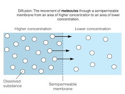 A concentration gradient is present when a. Fluid Electrolyte Balance Ppt Download