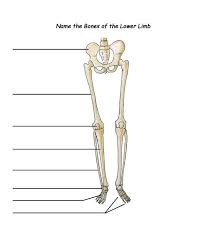 Frontal, medial/lateral, dorsal, cruciate bursae. Leg Bone Diagram Leg Bones Diagram Femur 26634 Archivolepe Es The Vertebral Column Also Known As The Backbone Or The Spine Is A Column Of Approximately 33 Small Bones Called Vertebrae Lee Carstarphen