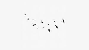 Find the best white background wallpaper on getwallpapers. Black Background Bird And Flying Image 7271301 On Favim Com