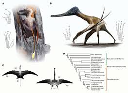 Image result for Pteris atrovirens