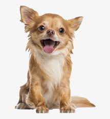 Long haired chihuahuas are naturally friendly, but most are somewhat suspicious of strangers. Long Haired Chihuahua Pricing Happy Chihuahua Transparent Png 900x891 Free Download On Nicepng