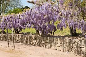 Visteria Geht Auch In Weiss Garten Sichtschutz Garten Trockengarten