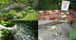 We did not find results for: 5 Clever Borax Uses For The Garden Plant Instructions