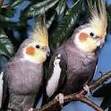 2 parrots singing and talking cockatiels <?=substr(md5('https://encrypted-tbn0.gstatic.com/images?q=tbn:ANd9GcRx8qpyn199d4INERDLWcVUJCWBDDkMyY42ryvpEBo4USkVVpPQ-nIAIQ'), 0, 7); ?>
