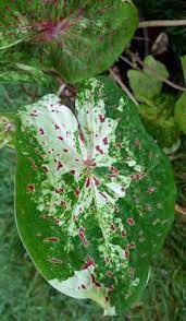 Produces variegated pink and green leaves. Caladiums