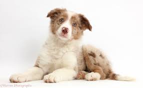 Check spelling or type a new query. Dog Red Merle Border Collie Puppy Photo Wp44154