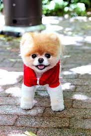 gawk and coo over boo part 2 cute baby animals boo the dog boo the cutest dog