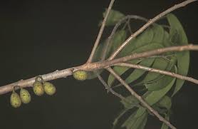 Image result for Ficus ottoniifolia