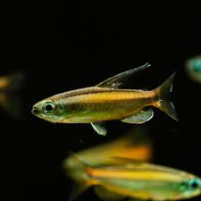 ゴールデンコンゴテトラLEFINE | 熱帯魚(淡水魚),珍カラシン | Aquarium TALLMAN