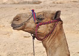 How do camels adapt to their environment? Camel Egypt Desert Cairo Africa One Animal Animal Themes Animal Mammal Domestic Animals Pxfuel