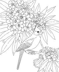 West Virginia Cardinal Coloring Page Bird Coloring Pages Animal Coloring Pages Coloring Pages