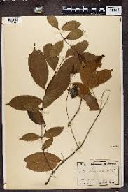 Image result for Putterlickia verrucosa