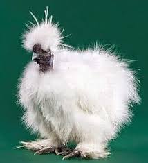 Ayam American Silky Ayam Kapas Ayam Ternak Ayam