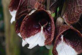 Image result for Aristolochia albida