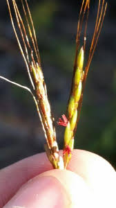 Image result for Hyparrhenia rufa