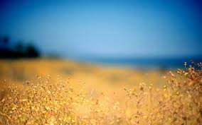 Check spelling or type a new query. Hd Wallpaper Beautiful Flower Field Desktop Background Images Withered Rapeseed Flowers Wallpaper Flare