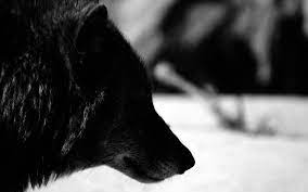 1360 x 768 jpeg 89 кб. Black Wolf Wallpapers Wallpaper Cave