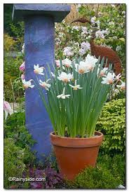 Growing Daffodils In Containers Planter Pots Outdoor Container Gardening Flowers Garden Containers