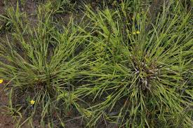 Image result for Carex