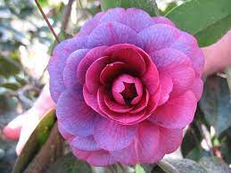 Visit 30 Public Gardens In Georgia To See An Intriguing Variety Of Camellias On The Camellias Trail Camellia Flower Flowers Nature Camellia Plant