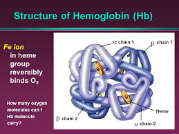 Mar 08, 2021 · the mammalian hemoglobin molecule can bind ( carry ) up to four oxygen molecules. The Blood Discuss The Composition Of Blood Including The Functions Of The Various Components Explain The Anatomy And Functions Of The Red Blood Cells Ppt Download